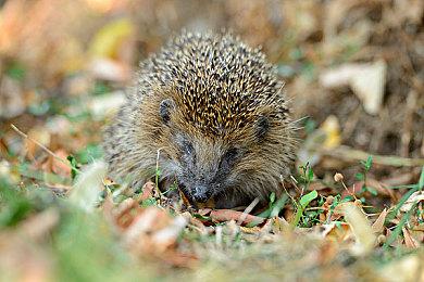 战国王朝怎么联机？战国王朝多人联机教程攻略